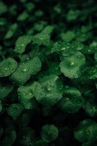 Preview wallpaper leaves, dew, macro, drops, plants, wet