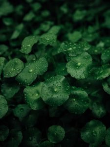 Preview wallpaper leaves, dew, macro, drops, plants, wet