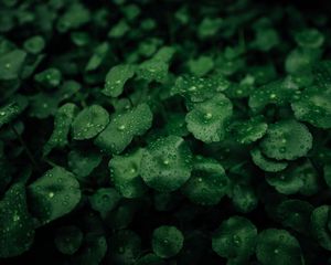 Preview wallpaper leaves, dew, macro, drops, plants, wet