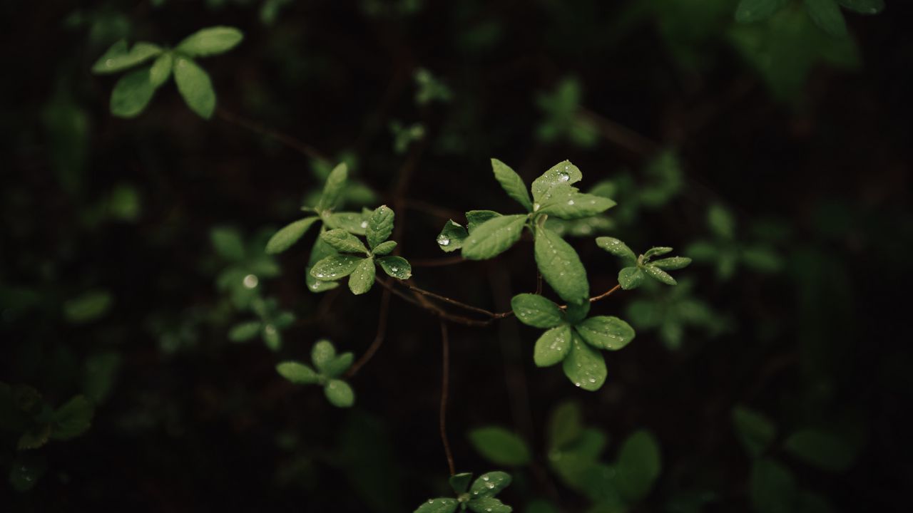 Wallpaper leaves, dew, macro, plant, bush