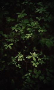 Preview wallpaper leaves, dew, macro, plant, bush