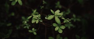 Preview wallpaper leaves, dew, macro, plant, bush