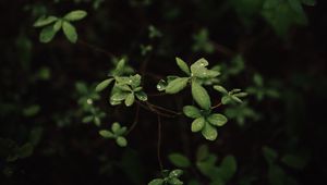 Preview wallpaper leaves, dew, macro, plant, bush