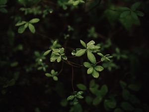 Preview wallpaper leaves, dew, macro, plant, bush