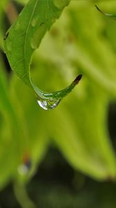 Preview wallpaper leaves, drop, close-up, blurred