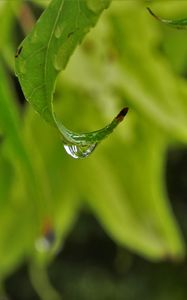 Preview wallpaper leaves, drop, close-up, blurred