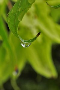 Preview wallpaper leaves, drop, close-up, blurred