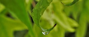 Preview wallpaper leaves, drop, close-up, blurred