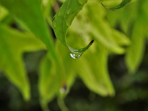 Preview wallpaper leaves, drop, close-up, blurred