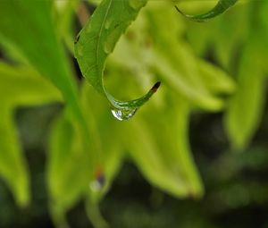 Preview wallpaper leaves, drop, close-up, blurred