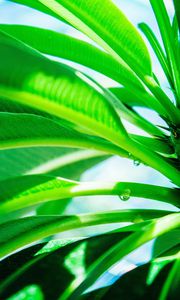 Preview wallpaper leaves, drop, green, light, plant