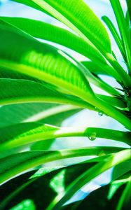 Preview wallpaper leaves, drop, green, light, plant