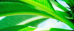 Preview wallpaper leaves, drop, green, light, plant