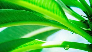 Preview wallpaper leaves, drop, green, light, plant