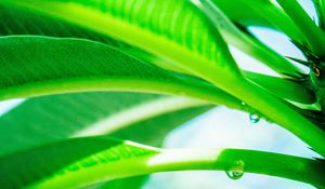 Preview wallpaper leaves, drop, green, light, plant