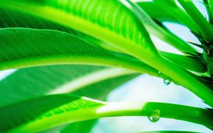 Preview wallpaper leaves, drop, green, light, plant