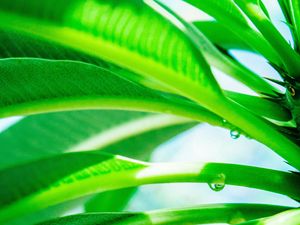 Preview wallpaper leaves, drop, green, light, plant