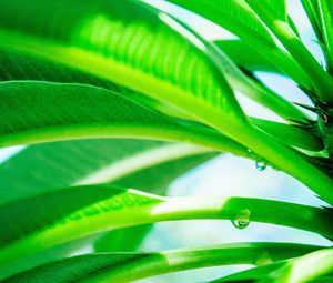 Preview wallpaper leaves, drop, green, light, plant