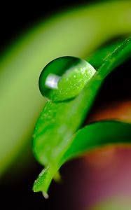 Preview wallpaper leaves, drop, macro, green