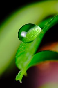 Preview wallpaper leaves, drop, macro, green