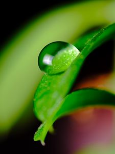Preview wallpaper leaves, drop, macro, green