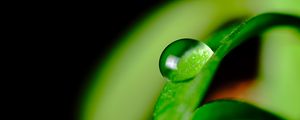 Preview wallpaper leaves, drop, macro, green