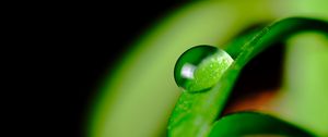 Preview wallpaper leaves, drop, macro, green
