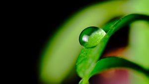 Preview wallpaper leaves, drop, macro, green