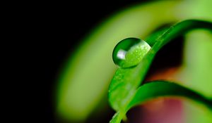 Preview wallpaper leaves, drop, macro, green