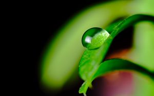 Preview wallpaper leaves, drop, macro, green