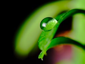 Preview wallpaper leaves, drop, macro, green