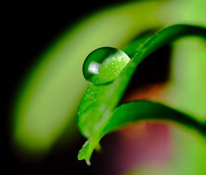 Preview wallpaper leaves, drop, macro, green