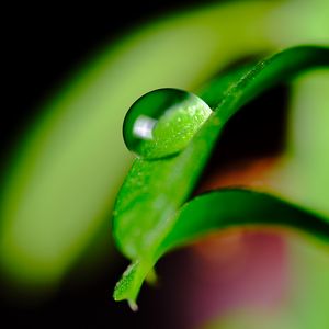 Preview wallpaper leaves, drop, macro, green