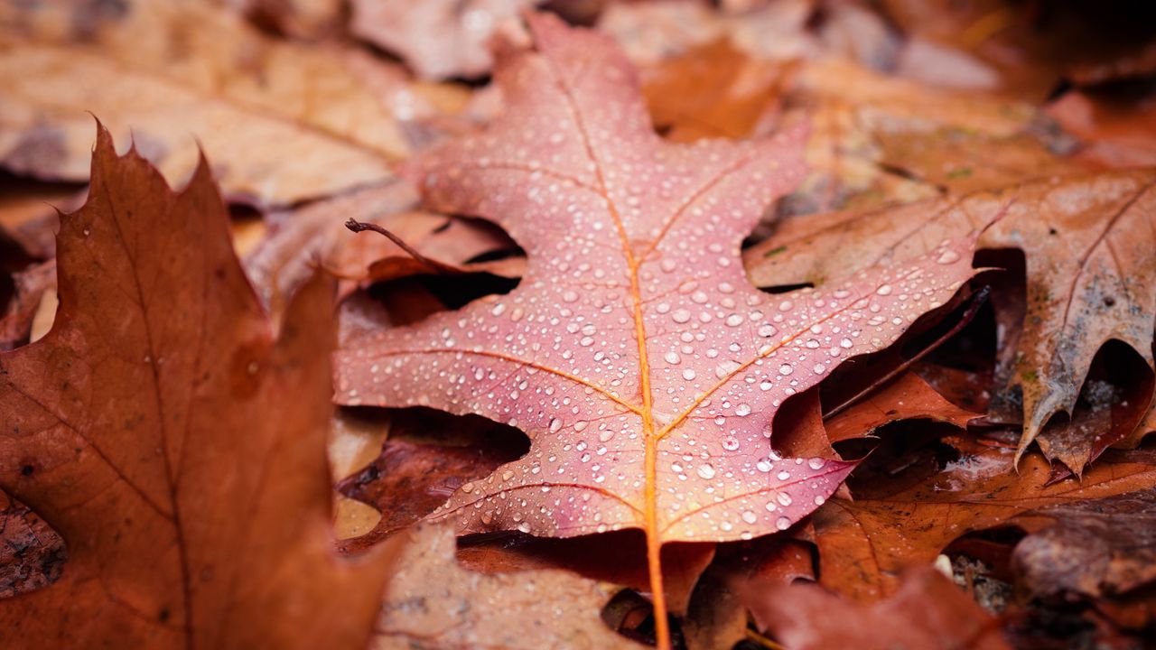 Wallpaper leaves, drops, autumn, macro, wet