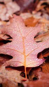 Preview wallpaper leaves, drops, autumn, macro, wet