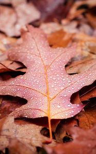 Preview wallpaper leaves, drops, autumn, macro, wet