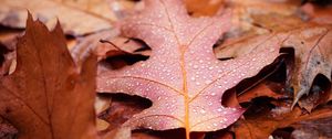 Preview wallpaper leaves, drops, autumn, macro, wet