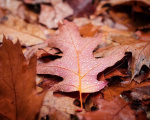 Preview wallpaper leaves, drops, autumn, macro, wet