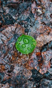 Preview wallpaper leaves, drops, autumn, fallen, damp