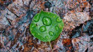 Preview wallpaper leaves, drops, autumn, fallen, damp