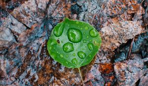 Preview wallpaper leaves, drops, autumn, fallen, damp