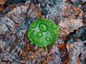 Preview wallpaper leaves, drops, autumn, fallen, damp