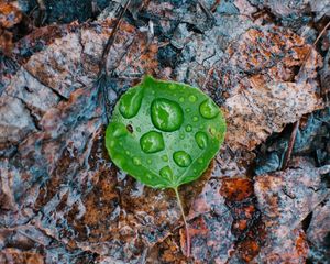 Preview wallpaper leaves, drops, autumn, fallen, damp