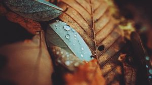 Preview wallpaper leaves, drops, autumn, wet, macro