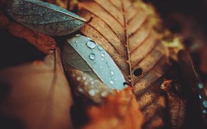 Preview wallpaper leaves, drops, autumn, wet, macro