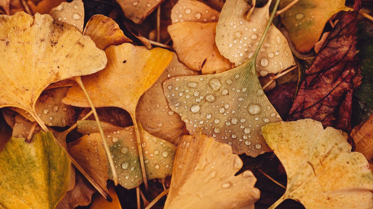 Wallpaper leaves, drops, autumn, macro, yellow