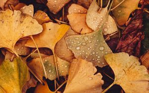 Preview wallpaper leaves, drops, autumn, macro, yellow