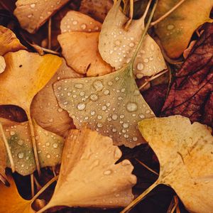 Preview wallpaper leaves, drops, autumn, macro, yellow