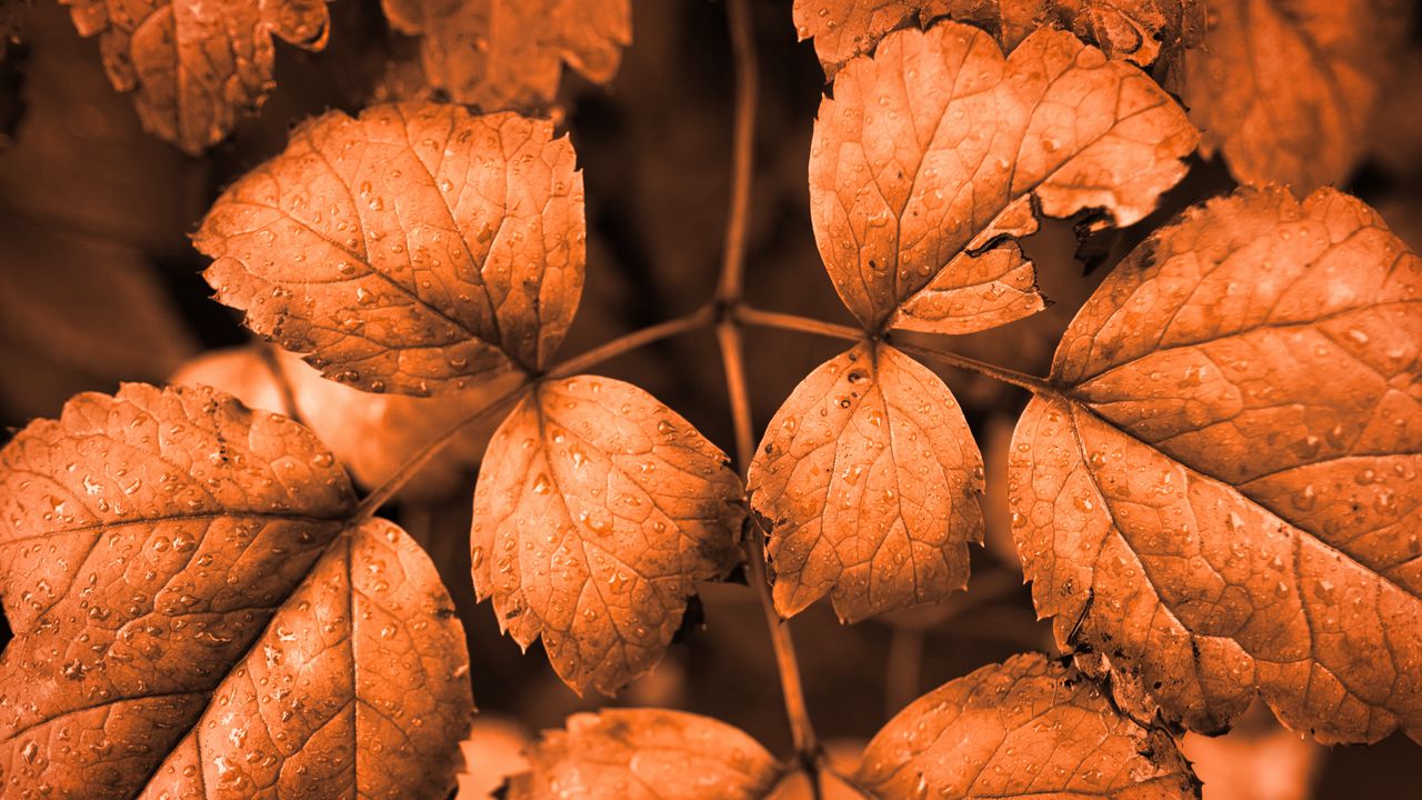 Wallpaper leaves, drops, autumn, brown, macro