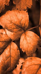 Preview wallpaper leaves, drops, autumn, brown, macro